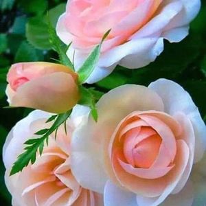 Meet your Posher, Hedia